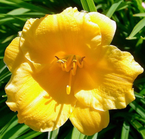 +Hemerocallis (Лилейник) Bakabana