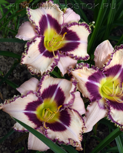 +Hemerocallis (Лилейник) Purple Flame