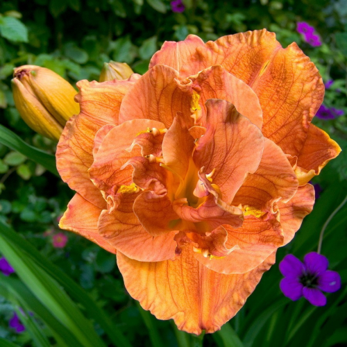 Hemerocallis (Лилейник) Doublelicious