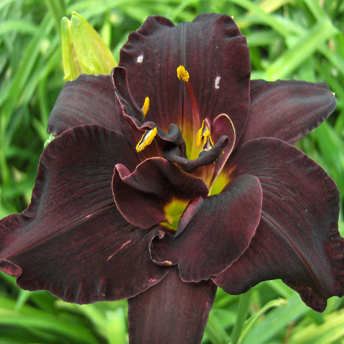 +Hemerocallis (Лилейник) Bogeyman