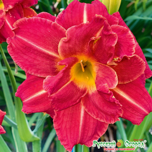 +Hemerocallis (Лилейник) Booby™ Ruby