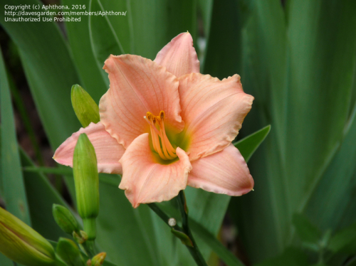 Hemerocallis (Лилейник) Playmate