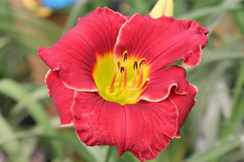 Hemerocallis (Лилейник) Lovely Ladybug