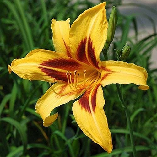 +Hemerocallis (Лилейник) Bonanza