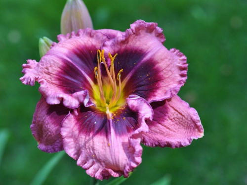 +Hemerocallis (Лилейник) Macbeth