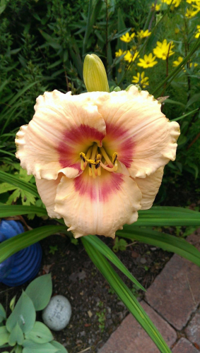 +Hemerocallis (Лилейник) Blush'n Pink Eye