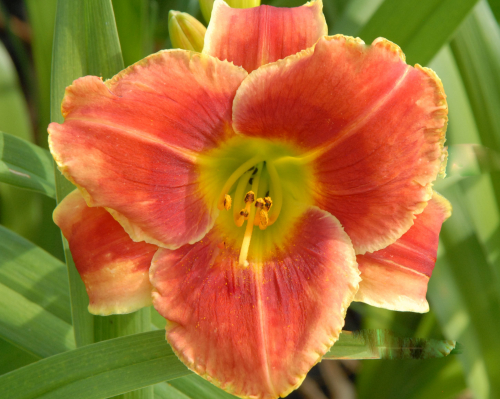 Hemerocallis (Лилейник) Fire And Fog