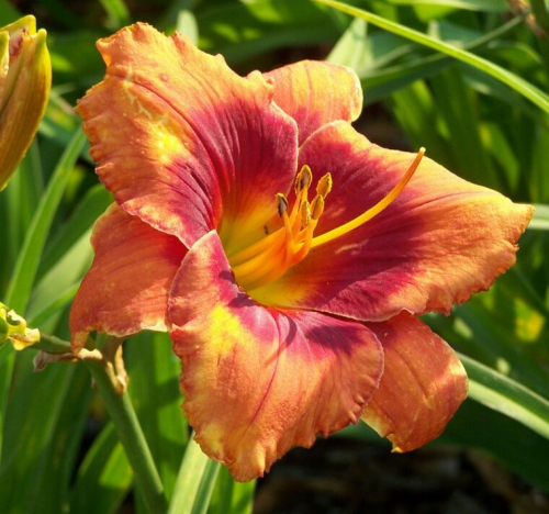 Hemerocallis (Лилейник) Frank Smith