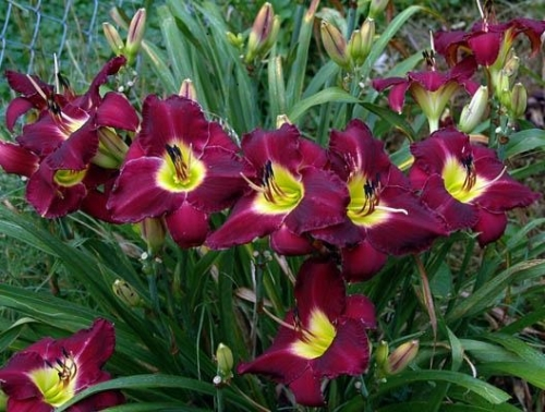 +Hemerocallis (Лилейник) Bela Lugosi