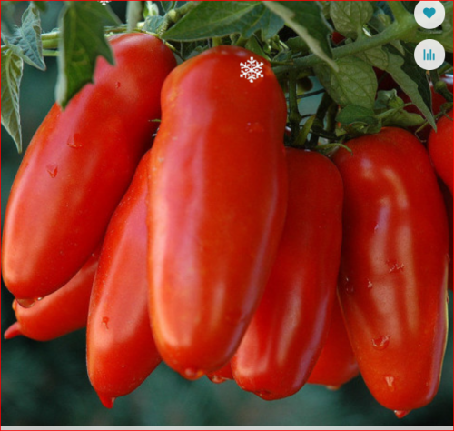 э. Томат Сан Марцано (рекомендован для вяления и томатной пасты)