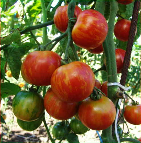 э. Томат ДУО (арбузный томат)