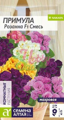 Цветы Примула Розанна Смесь F1 (5 шт) Семена Алтая Комнатные растения