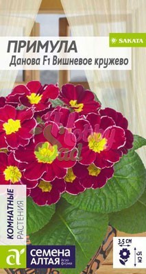 Цветы Примула Данова Вишневое кружево (5 шт) Семена Алтая Комнатные растения