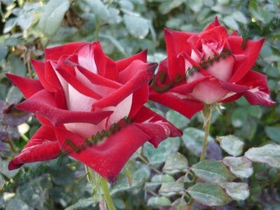 Чайно гибридные розы дольче вита фото и описание