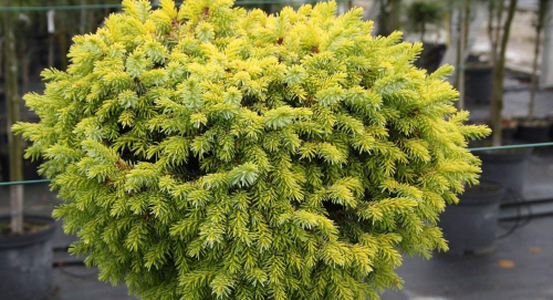 Ель сербская (Picea omorika Peve Tijn) C5 PA 60