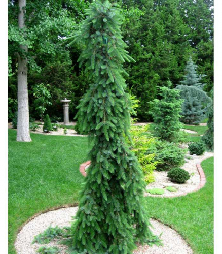 Ель сербская (Picea omorika Bruns) C25 180+