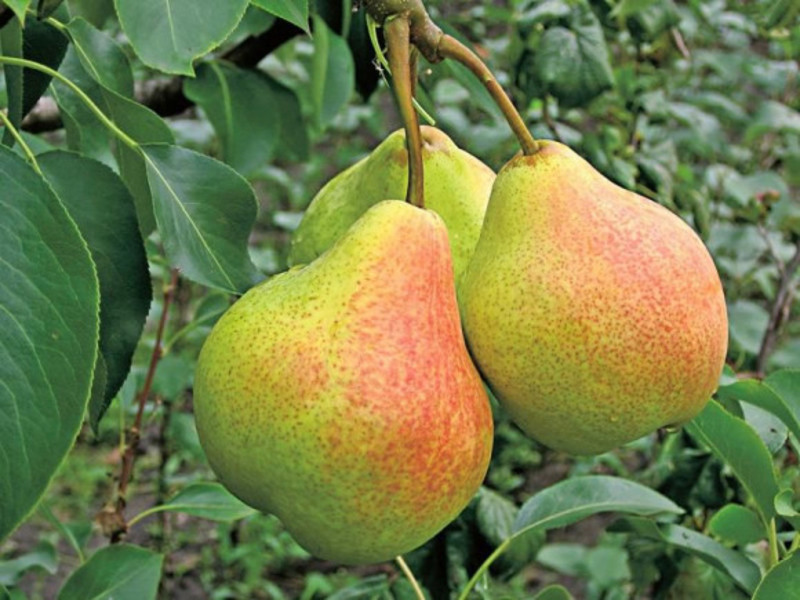 ГРУША, осеннего срока созревания (подвой сеянец груши2 ЛЕТКА) Память Яковлева