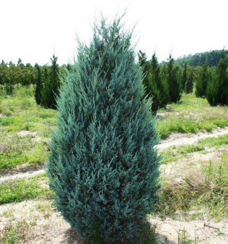 Можжевельник скальный (Juniperus scopulorum Moonglow) C2 40-60