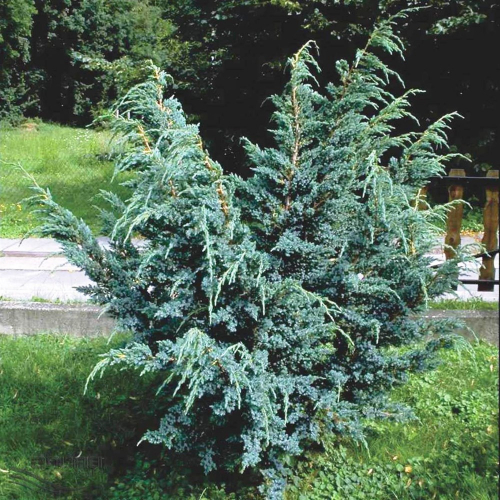 Можжевельник чешуйчатый (Juniperus squamata Meyeri) C2 20-25