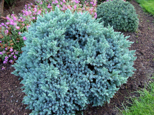 Можжевельник чешуйчатый (Juniperus squamata Blue Star) Можжевельник чешуйчатый (Juniperus squamata Blue Star) C3