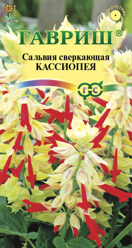 Сальвия Кассиопея*, карликовая  5 шт.