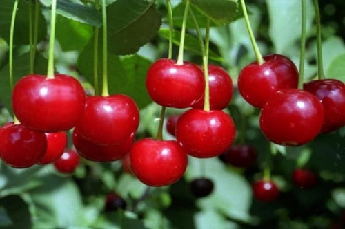Дюк Краса Севера