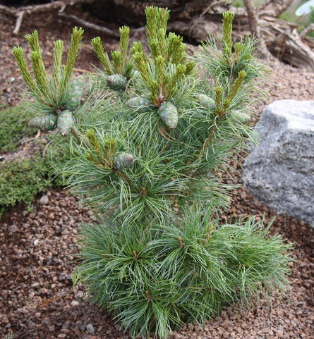 Сосна мелкоцветковая (Pinus parviflora Negishi) C7,5 40-50 