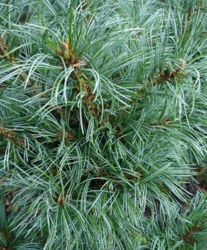 Сосна мелкоцветковая (Pinus parviflora Negishi) C7,5 40-50 