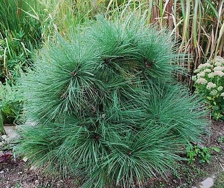 Сосна джеффри (Pinus jeffreyi Joppi) C5 30-40
