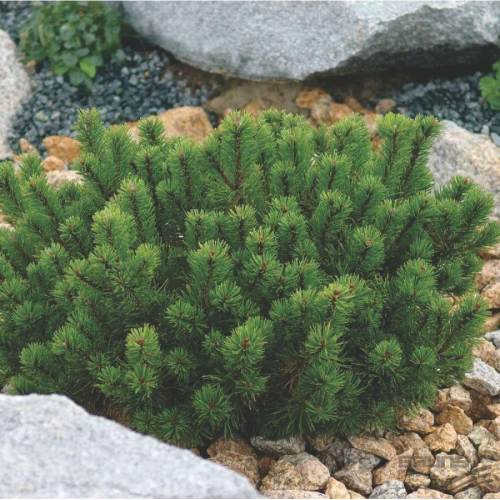 Сосна горная (Pinus Mugo Pumilio) C2 17-23