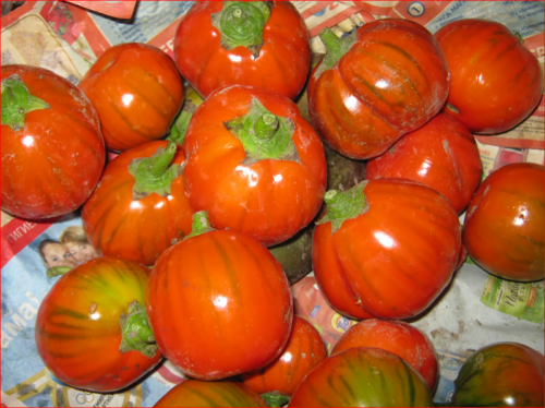 Семена БАКЛАЖАН оранжевый полосатый помидор. ДО 50 ПЛОДОВ ПОРЦИОННЫХ НА КУСТЕ