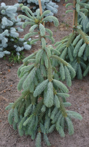 Ель Энгельмана (Picea engelmannii Bush Lace) C4 25-30