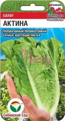 Салат Актина (10 шт) Сибирский Сад