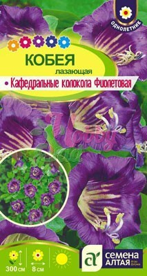 Цветы Кобея Кафедральные колокола фиолетовая (5 шт) Семена Алтая серия Вьющиеся растения