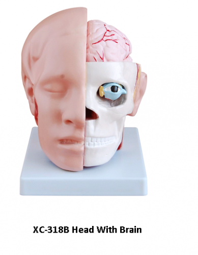 Анатомия. Голова с мозгами арт.XC-318B