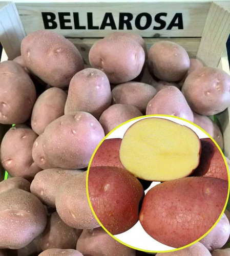 Беллароза картофель фото