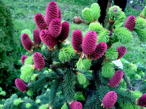 Ель обыкновенная (Picea abies Acrocona) C2 20-40