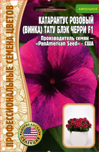 Семена Катарантус розовый (Винка) Тату Блэк Черри 5 семян. ИТАЛИЯ