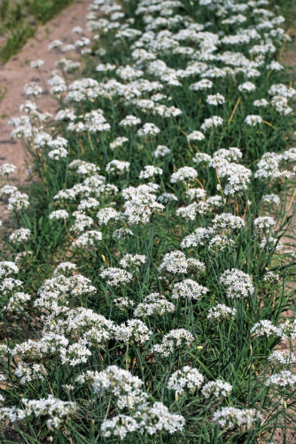 Лук душистый (Allium odorum)