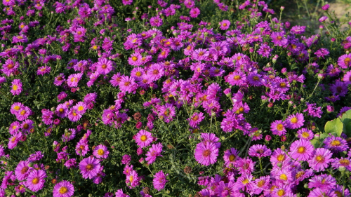 Pink Beauty Астра многолетняя кустарниковая