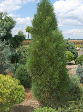 Сосна черная (Pinus nigra Green Tower) C2,5 25-30
