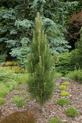 Сосна черная (Pinus nigra Green Tower) C2,5 25-30
