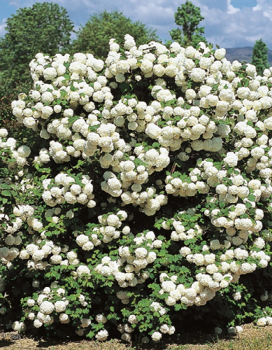 Калина обыкновенная viburnum opulus