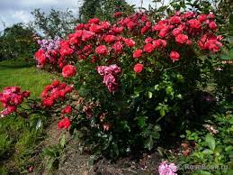 роза флорибунда ТОРНАДО