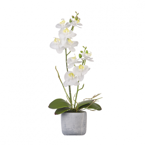 Орхидея в керамическом кашпо