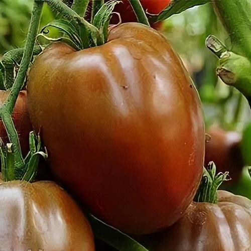 томат черное сердце америки сибирский сад. томат черное сердце америки. томат черное сердце америки.