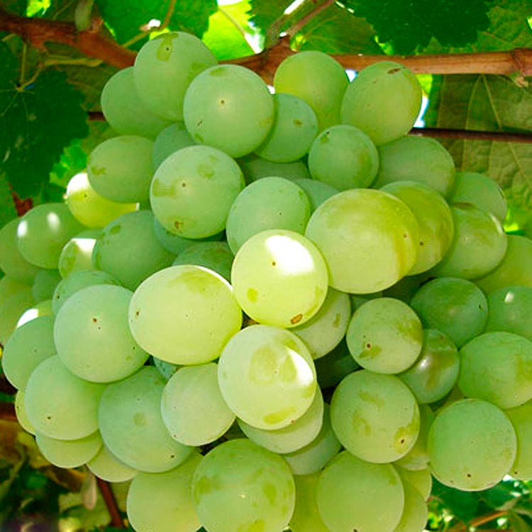 сорт винограда талисман