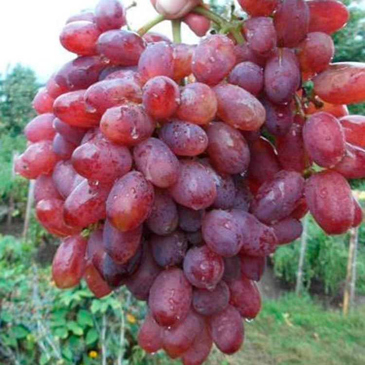 Подарок шатилова виноград описание и фото
