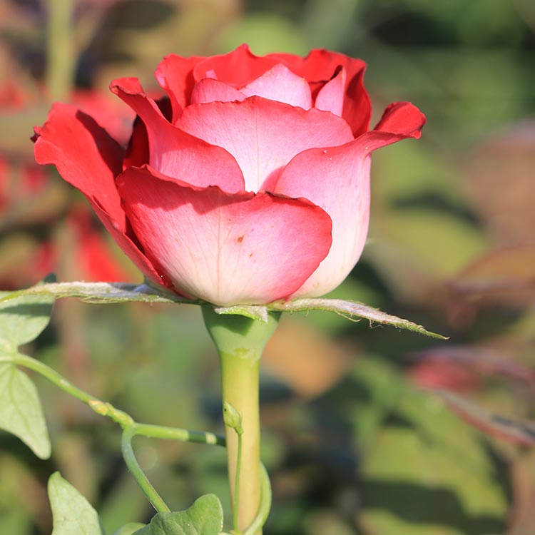 Роза парковая блюбель фото и описание