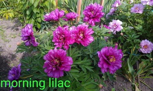 Morning Lilac